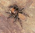 Hypoblemum_albovittatum_F2384_D_85_HW 43 _Nieuw-Zeeland